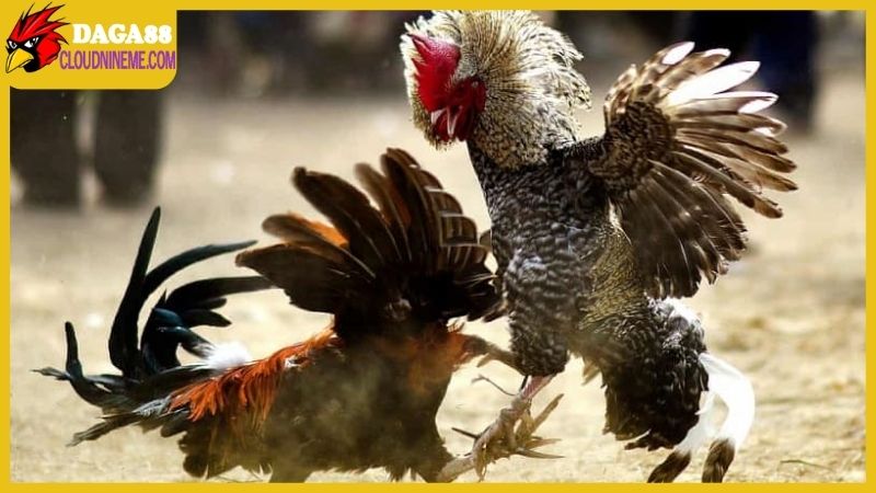 Cách chọn gà chọi hay thông qua kinh nghiệm thực chiến