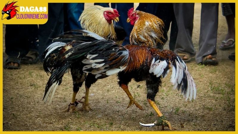 Cách lên cựa gà tre và những yêu cầu đặc biệt