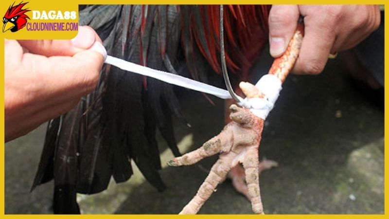 Chuẩn bị trước khi áp dụng cách lên cựa gà đá