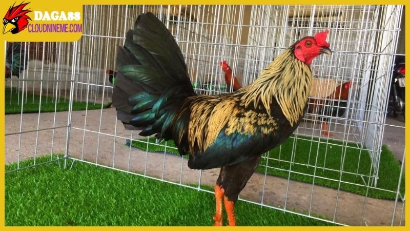 Những đặc điểm không thể chê của gà Asil lai Mỹ