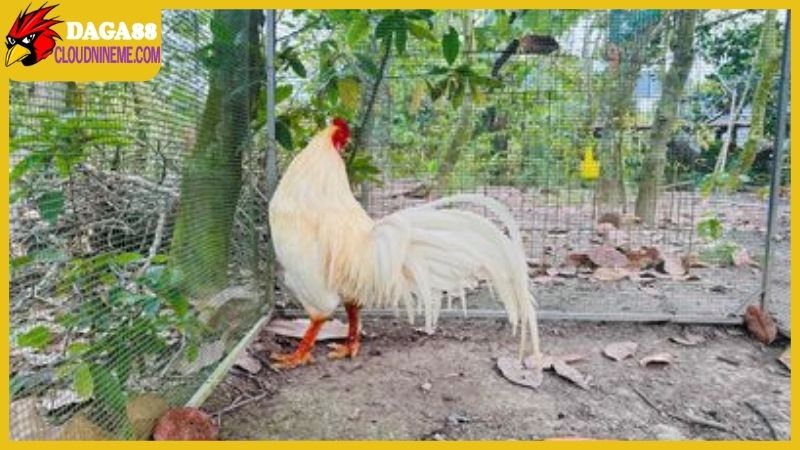 Gà Cao Lãnh Đồng Tháp nổi tiếng khắp khu vực miền Tây