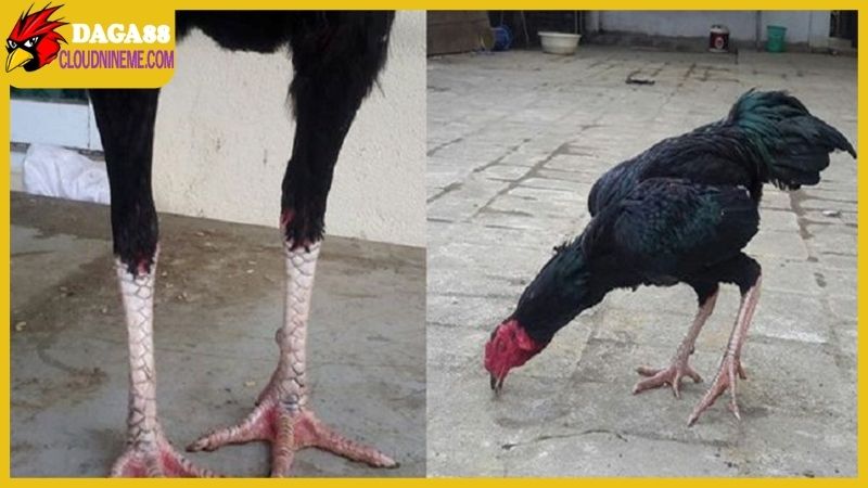 Gà chân chì tốt hay xấu vẫn là chủ đề tranh cãi