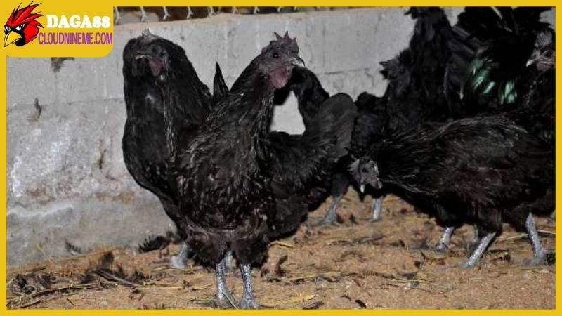 Gà chân chì tốt hay xấu, có ưu điểm và nhược điểm nào?