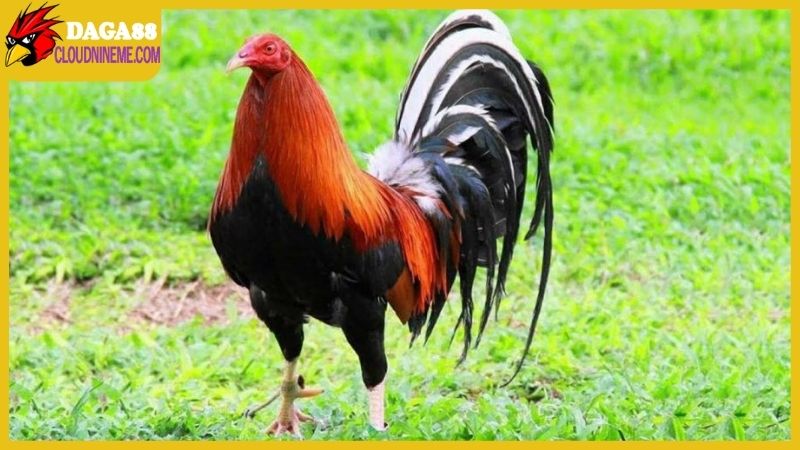 Giống gà chọi Thái Lan lai Mỹ cực khủng