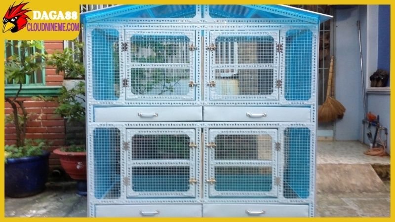 Tổng hợp kỹ thuật nuôi gà đá từ những yếu tố ngoại vi