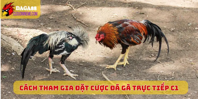 Cách tham gia đặt cược Đá Gà Trực Tiếp C1 hiệu quả