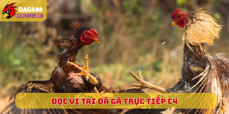 Cách đọc vị chiến kê tại Đá Gà Trực Tiếp C4