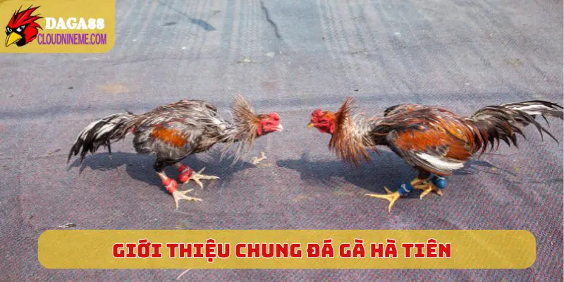 Giới thiệu chung về sân chơi đá gà Hà Tiên