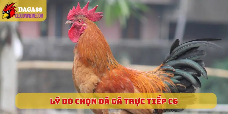 Lý do nên chọn chơi Đá Gà Trực Tiếp C6