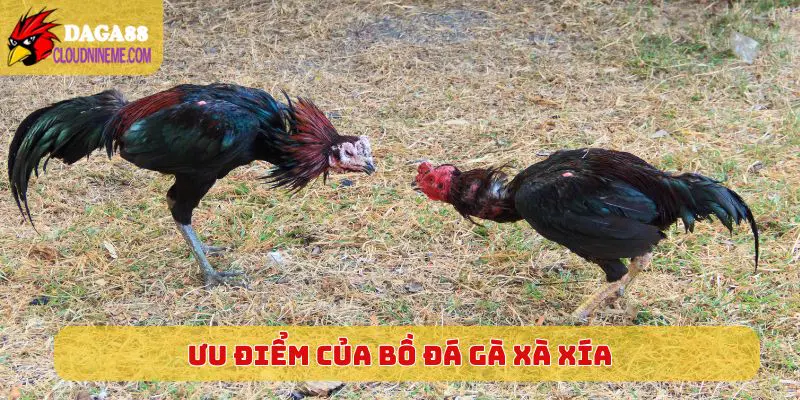 Ưu điểm vượt trội của bồ đá gà Xà Xía